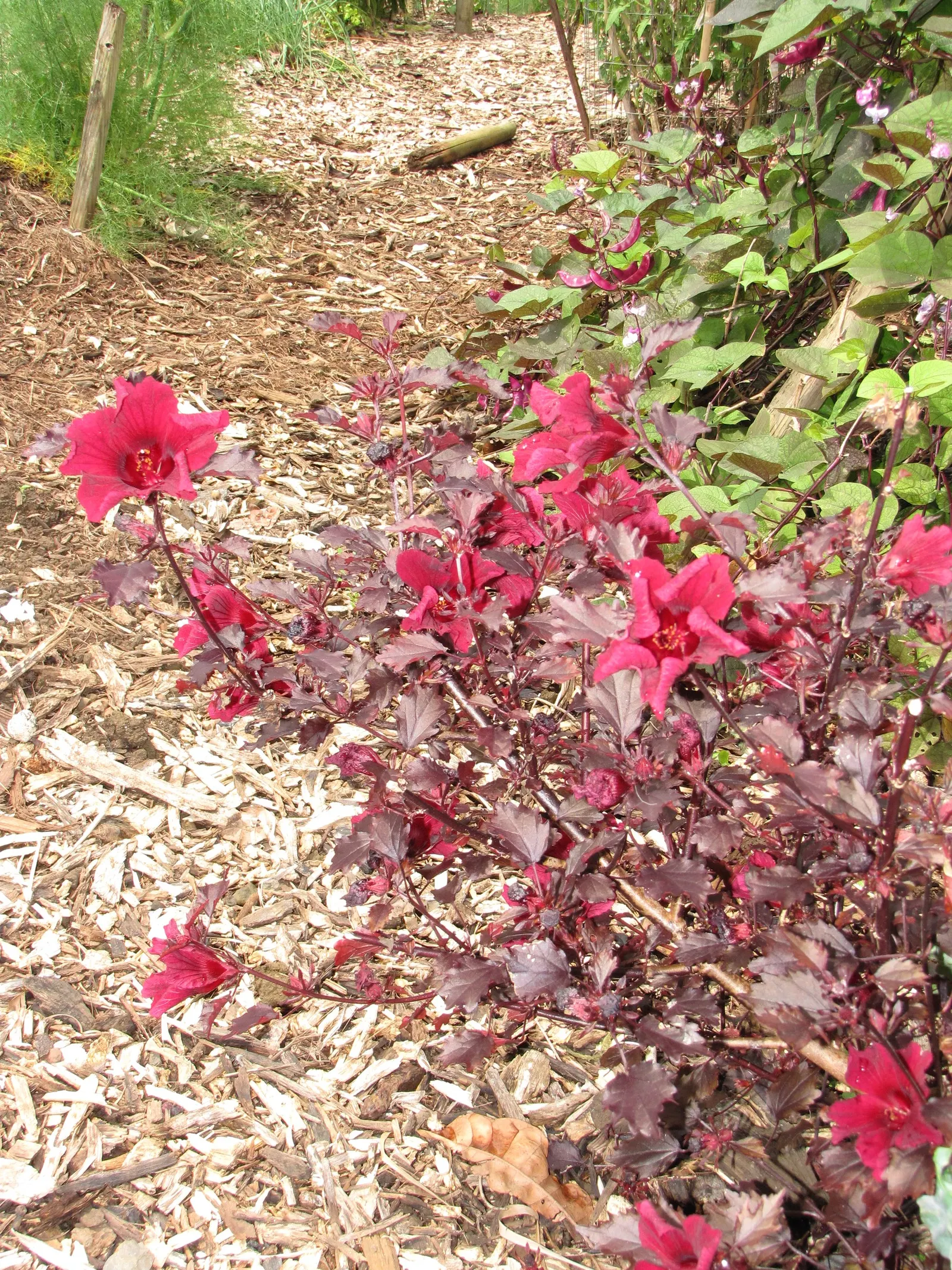 Red Mallow (Pavonia Missionum) — shrub for full