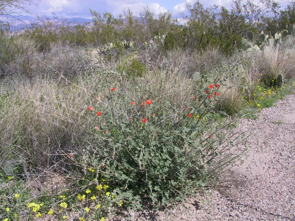 Red Mallow (Pavonia Missionum) — reminiscent of miniature hibiscuses