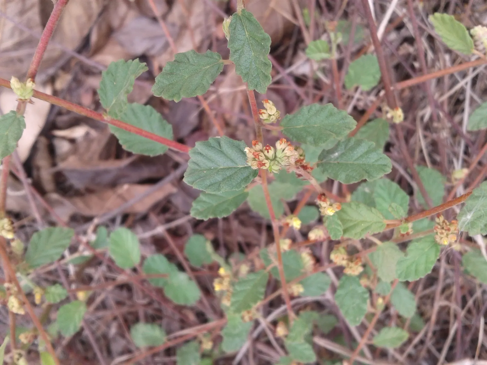 Red Mallow (Pavonia Missionum) — offering a long-lasting display of color; shrub for full