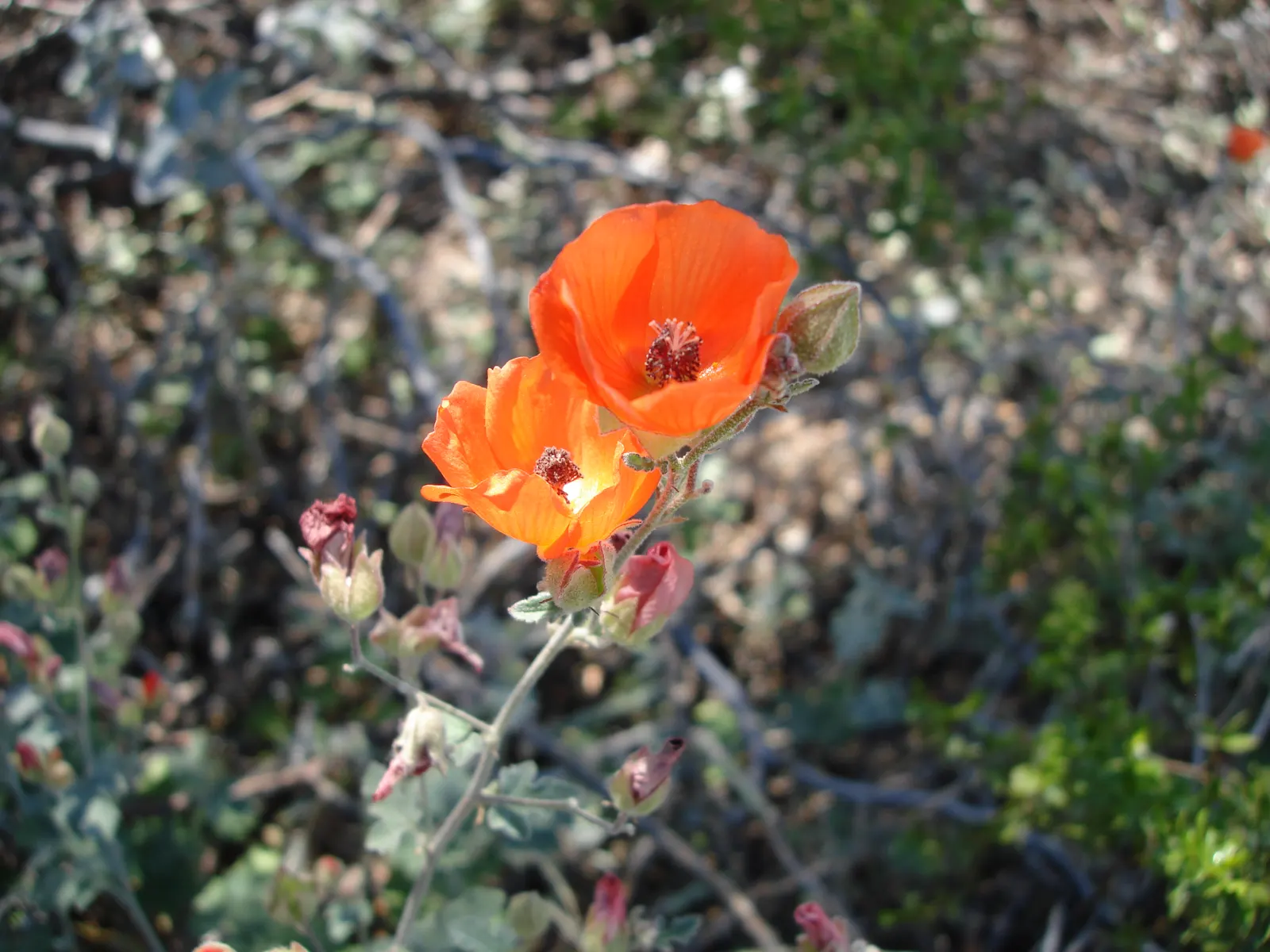 Red Mallow (Pavonia Missionum) — allowing it to fit comfortably within both spacious and more intimate garden settings.<br><br>The rich