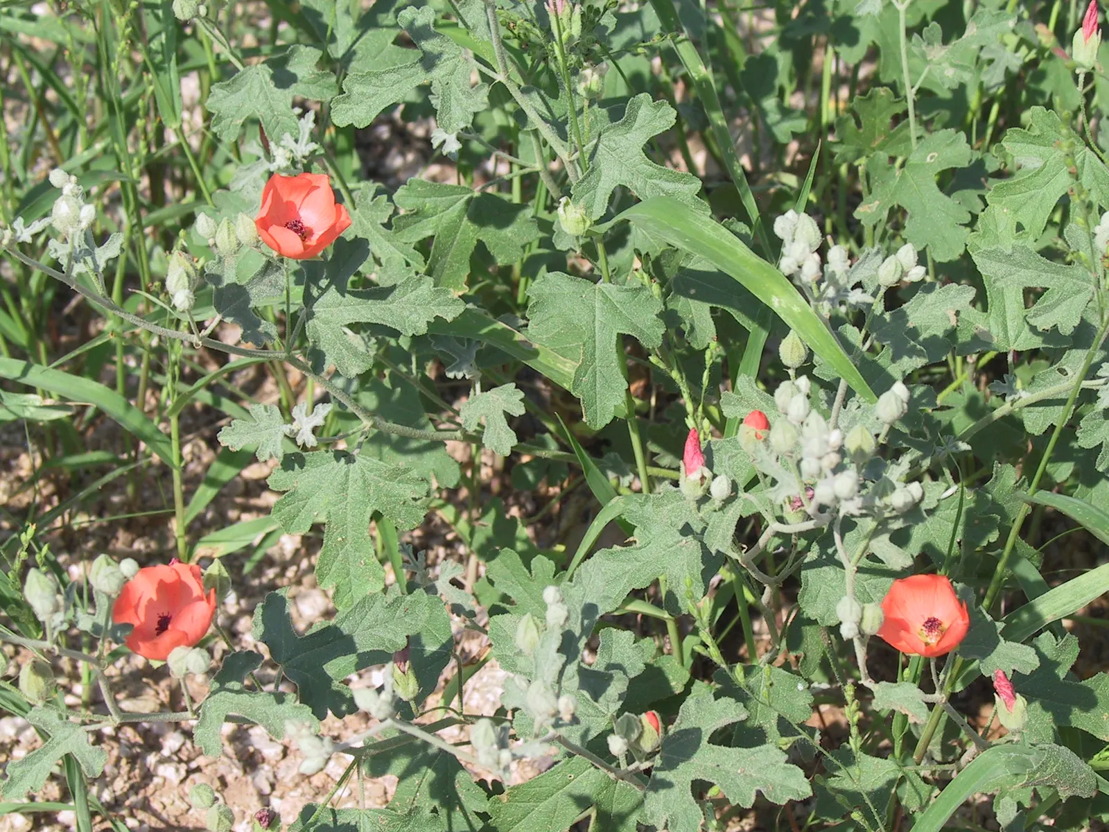 Red Mallow (Pavonia Missionum) — which further highlight their vivid hue.<br><br>Hardy in USDA zones 9 to 11