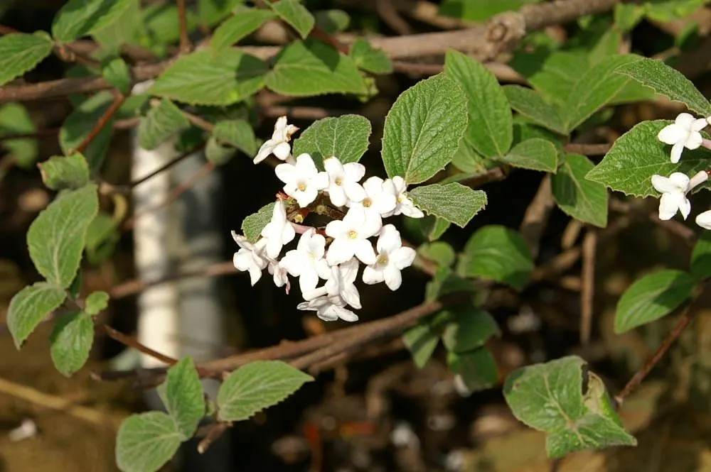 Judd Viburnum (Viburnum X Juddii) — It boasts spherical clusters of pink-budded, white flowers in spring, maturing to 4 to 5 inches across