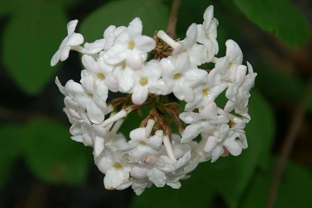 Judd Viburnum (Viburnum X Juddii) — The Judd Viburnum (Viburnum x juddii) is a deciduous shrub with an enchanting fragrance