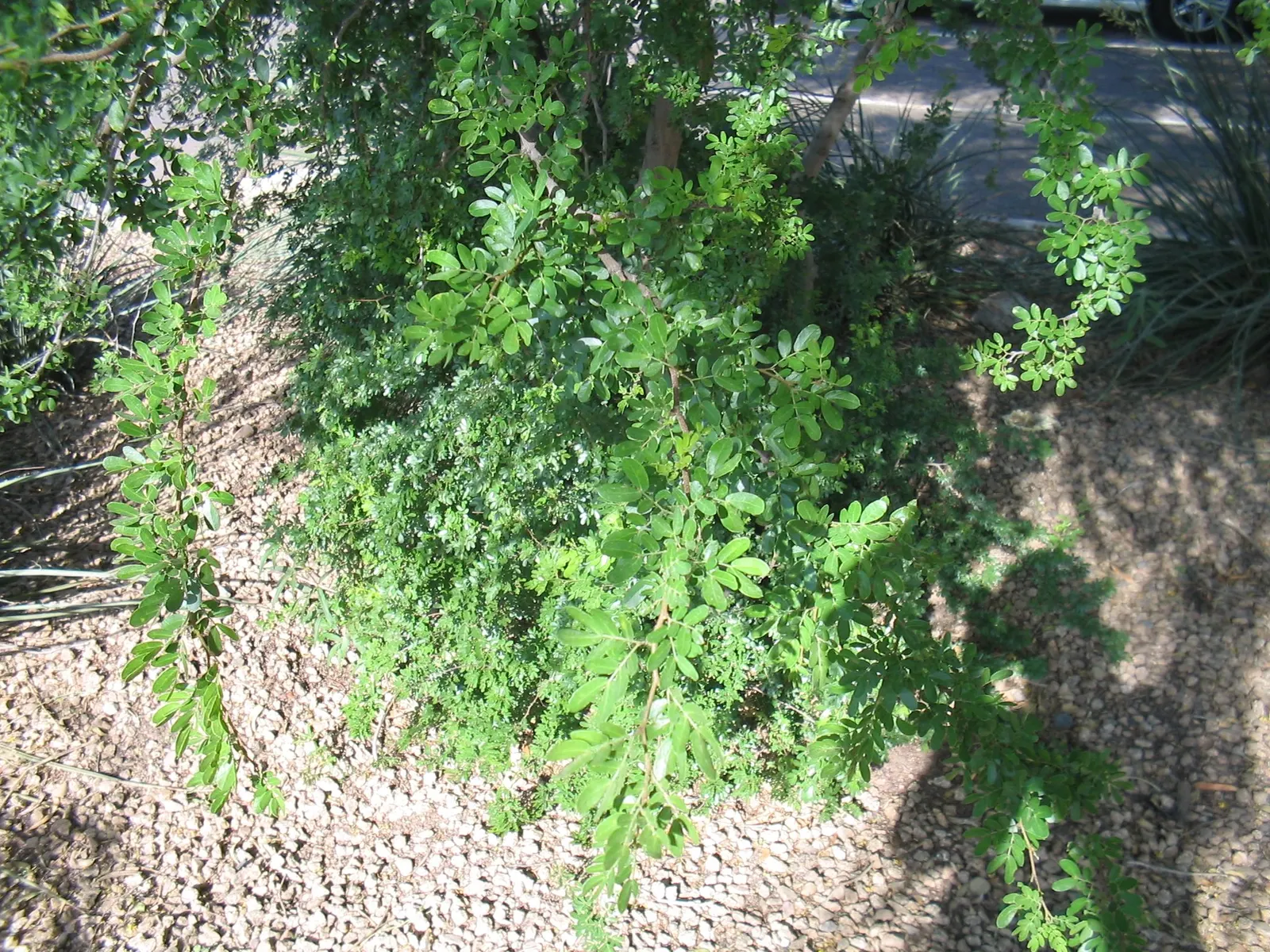 Blackbrush Acacia (Acacia Rigidula) — dark-green foliage and sharp thorns provide textural contrast