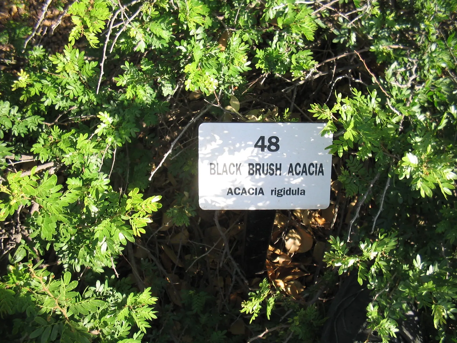 Blackbrush Acacia (Acacia Rigidula) — The Blackbrush Acacia (Acacia rigidula) is a native Texan shrub reaching heights of 10-15 ft