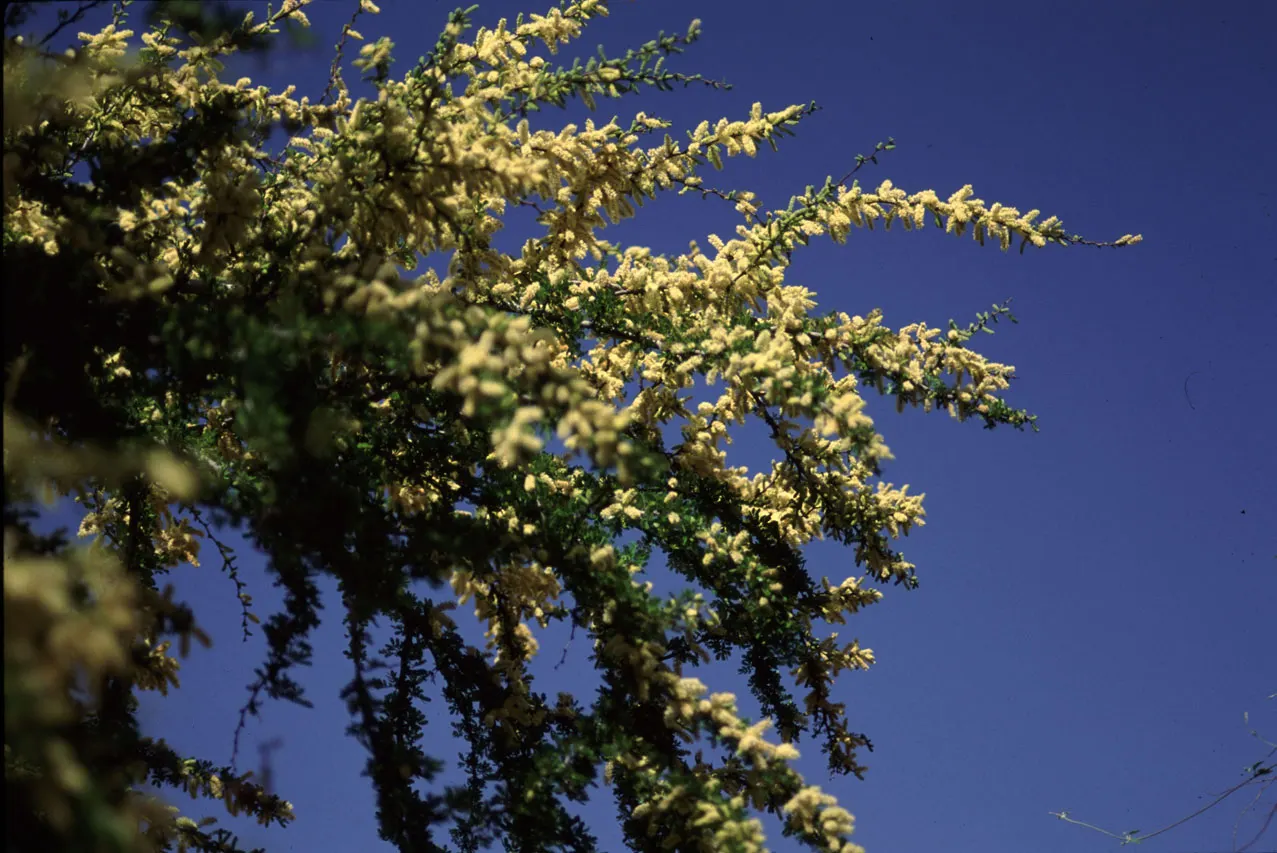 Blackbrush Acacia (Acacia Rigidula) — while its petite yellow flowers add spring interest