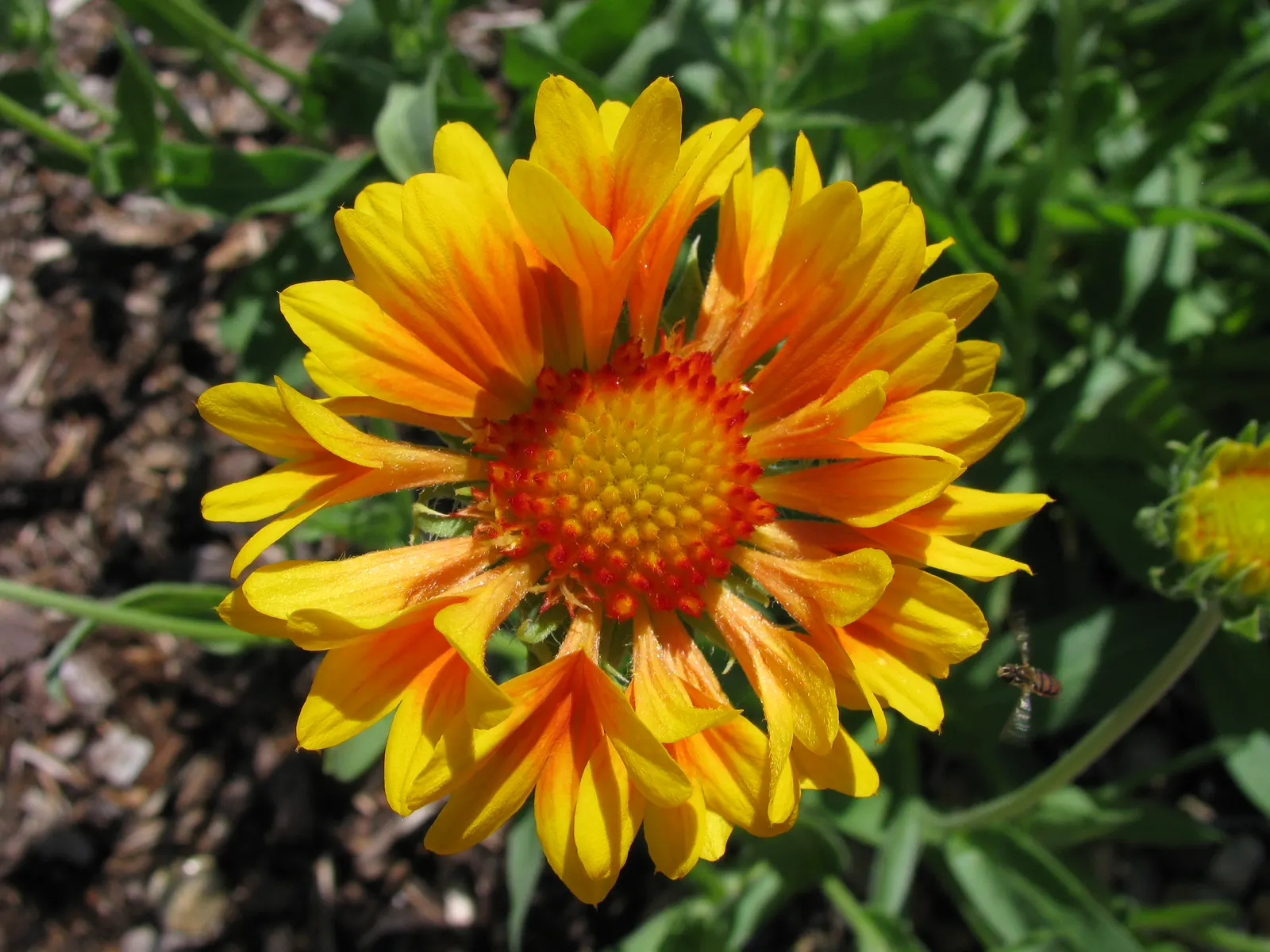 Blanket Flower (Gaillardia X Grandiflora) — typically from early summer until fall