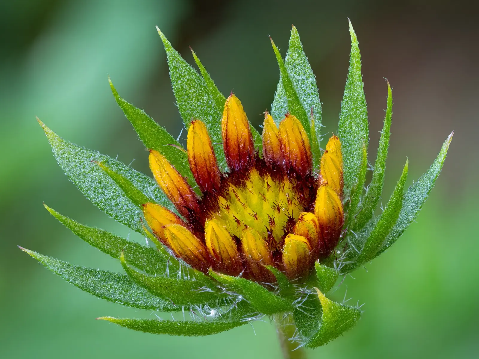 Blanket Flower (Gaillardia X Grandiflora) — the Blanket Flower features daisy-like blossoms