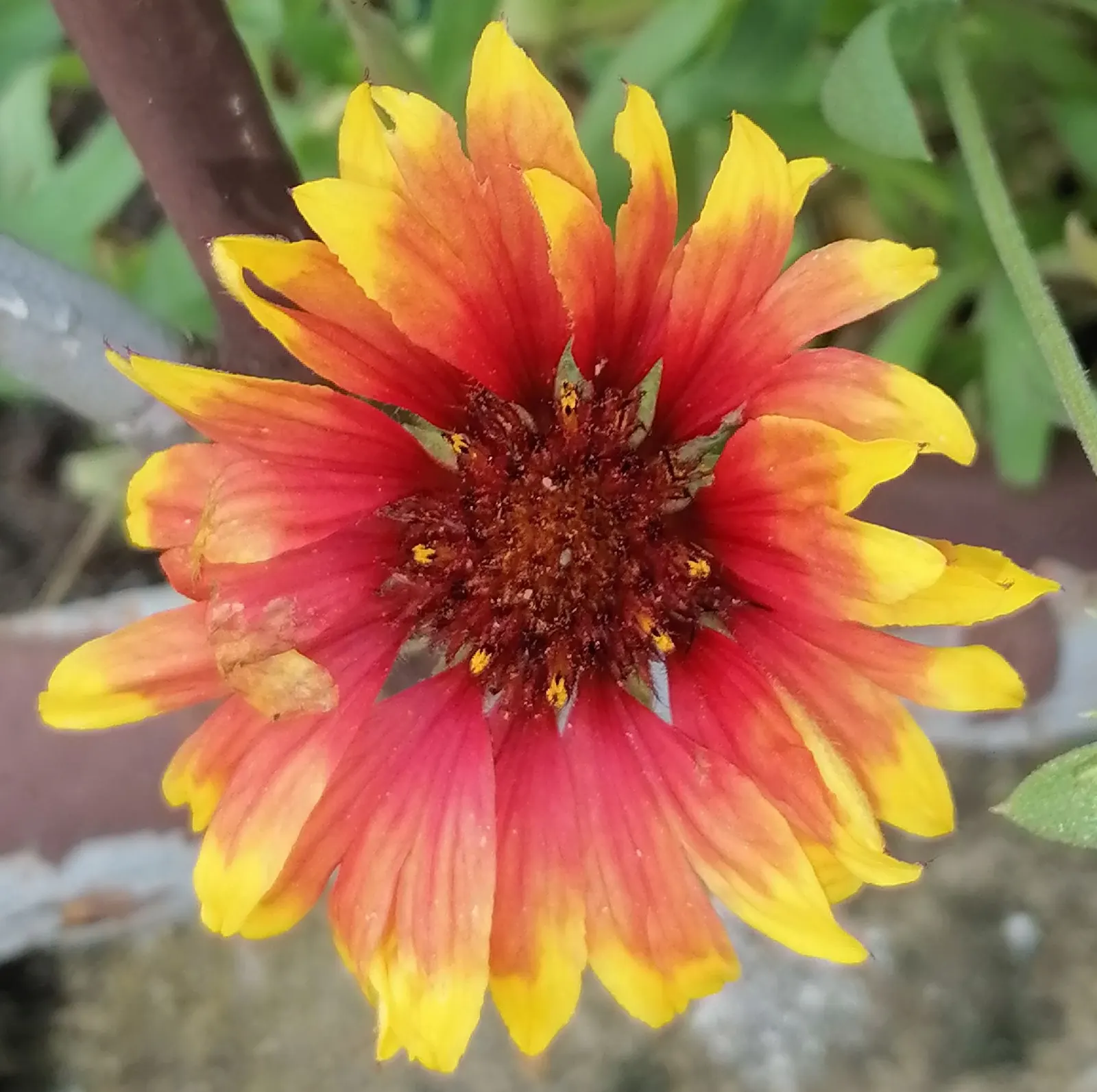 Blanket Flower (Gaillardia X Grandiflora) — or meadow-style plantings; ensuring it remains a delightful and enduring presence in your landscape, image 72