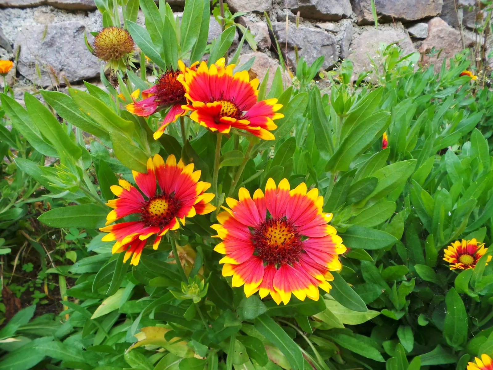 Blanket Flower (Gaillardia X Grandiflora) — adding dynamic color and life to any landscape