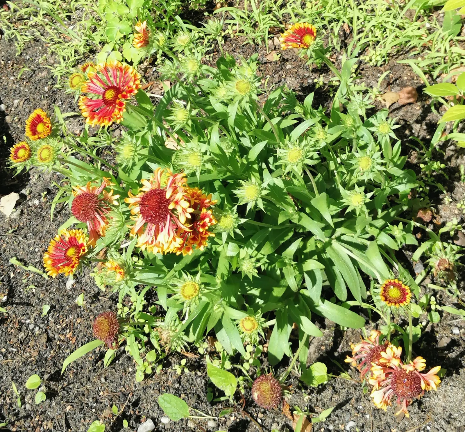 Blanket Flower (Gaillardia X Grandiflora) — from early summer to fall; ensuring it remains a delightful and enduring presence in your landscape, image 116
