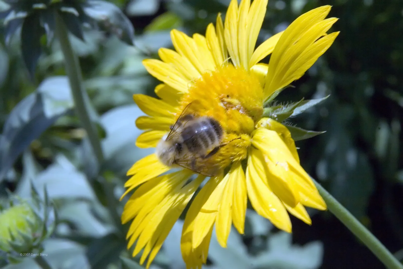 Blanket Flower (Gaillardia X Grandiflora) — and thus a practical selection for xeriscaping or low-maintenance gardens.<br><br>Furthermore