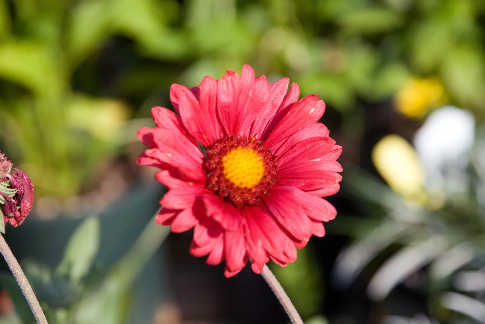 Blanket Flower (Gaillardia X Grandiflora) — is a vibrant perennial that boasts a long blooming season