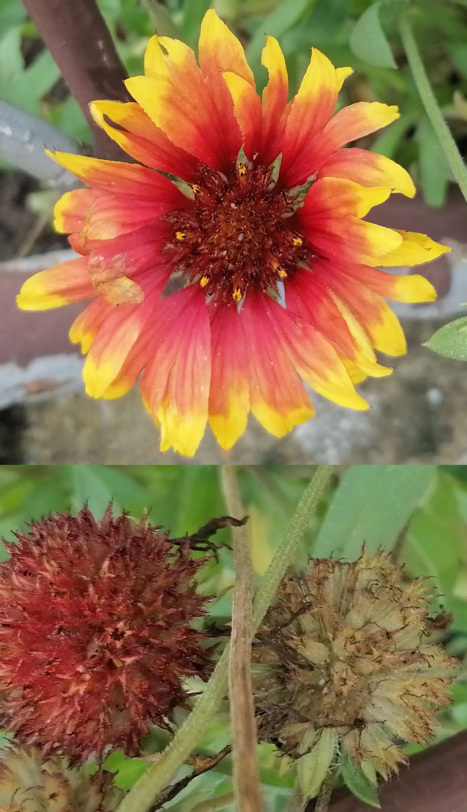 Blanket Flower (Gaillardia X Grandiflora) — making it an excellent choice for sunny borders