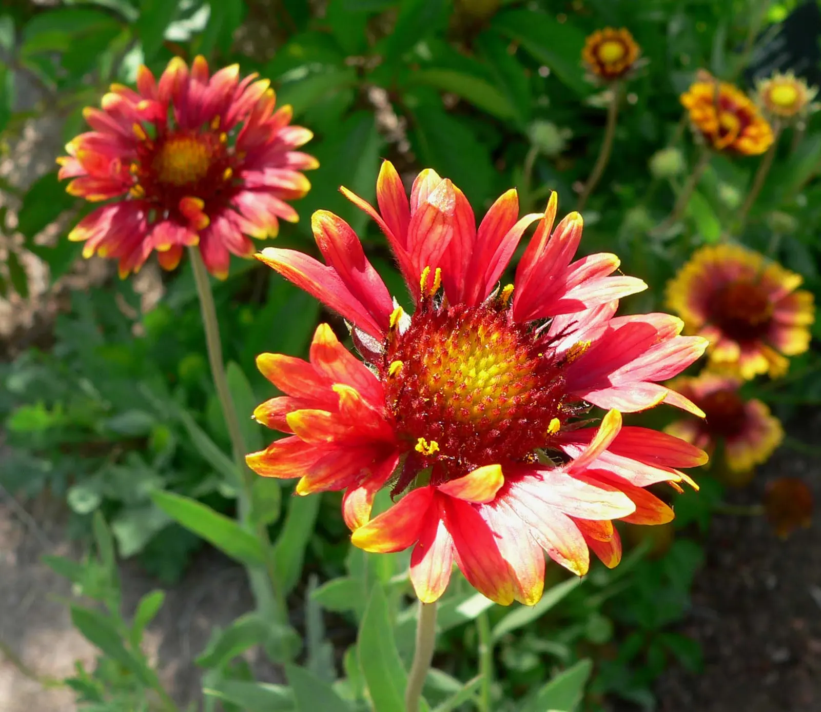 Blanket Flower (Gaillardia X Grandiflora) — the Blanket Flower features daisy-like blossoms; reducing the need for frequent watering