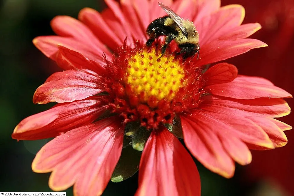 Blanket Flower (Gaillardia X Grandiflora) — Ideal for US zones 3-10, it thrives in full sun, reaching 1-3 feet in height and spread; the Blanket, image 58
