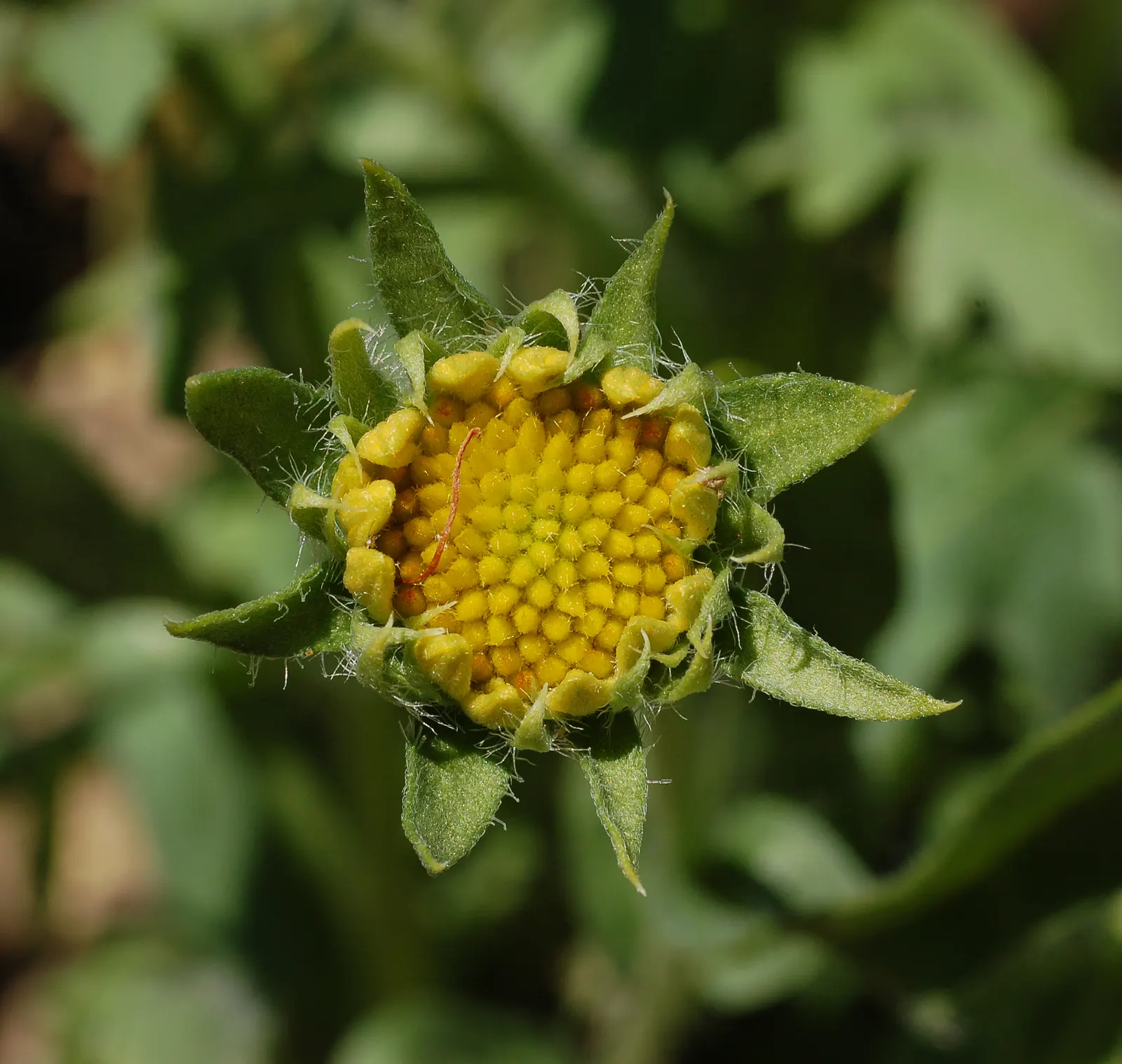 Blanket Flower (Gaillardia X Grandiflora) — It is also drought-tolerant once established; from early summer to fall, image 129