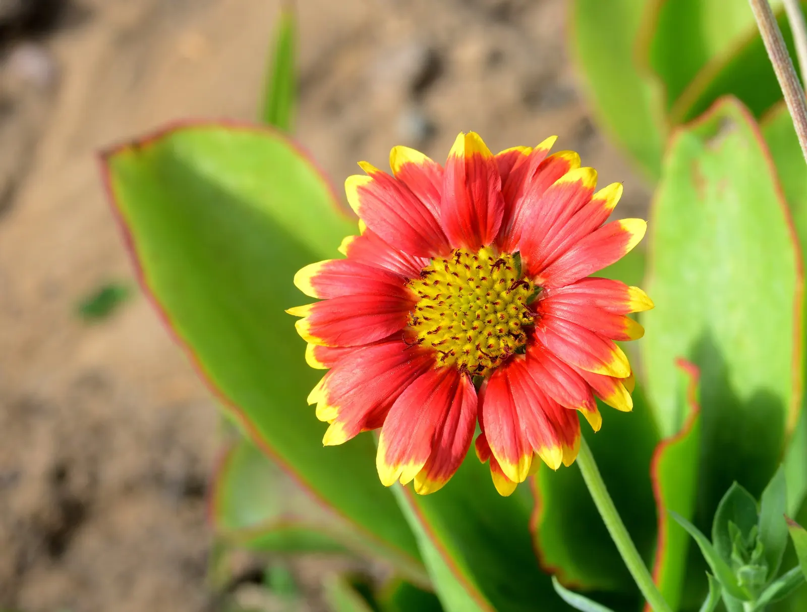 Blanket Flower (Gaillardia X Grandiflora) — and thus a practical selection for xeriscaping or low-maintenance gardens.<br><br>Furthermore; reducing, image 75