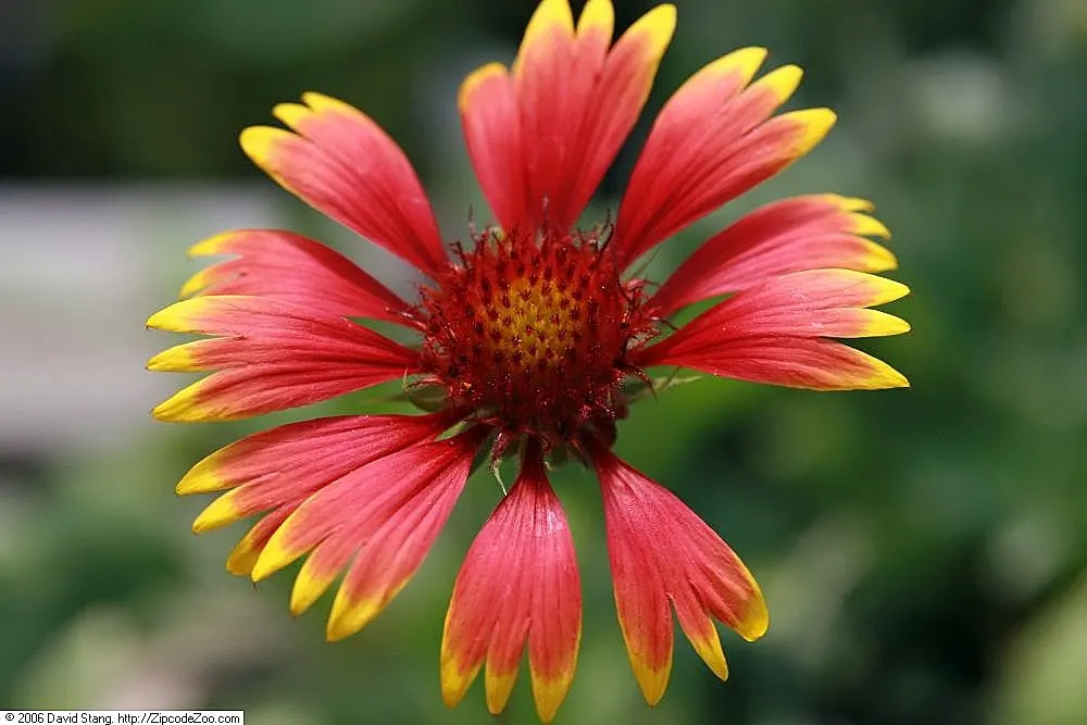 Blanket Flower (Gaillardia X Grandiflora) — ensuring it remains a delightful and enduring presence in your landscape design