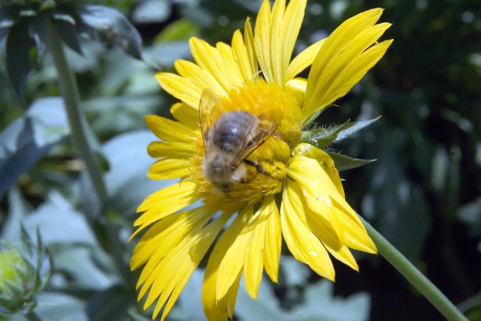 Blanket Flower (Gaillardia X Grandiflora) — Low maintenance with moderate water needs, it's perfect for xeriscaping; reducing the need for frequent, image 59