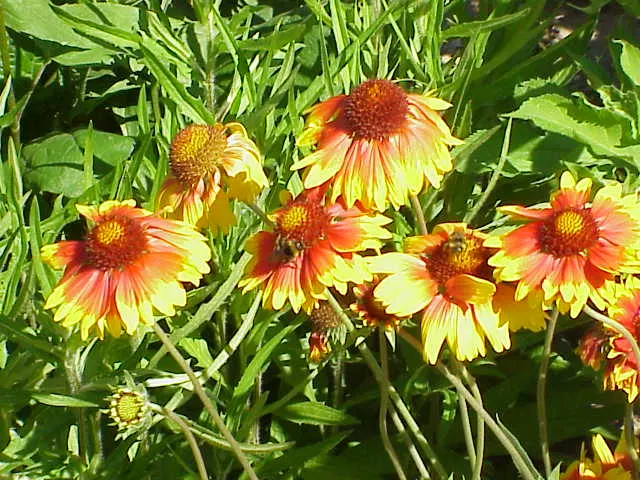 Blanket Flower (Gaillardia X Grandiflora) — perennial for full; ensuring it remains a delightful and enduring presence in your landscape design