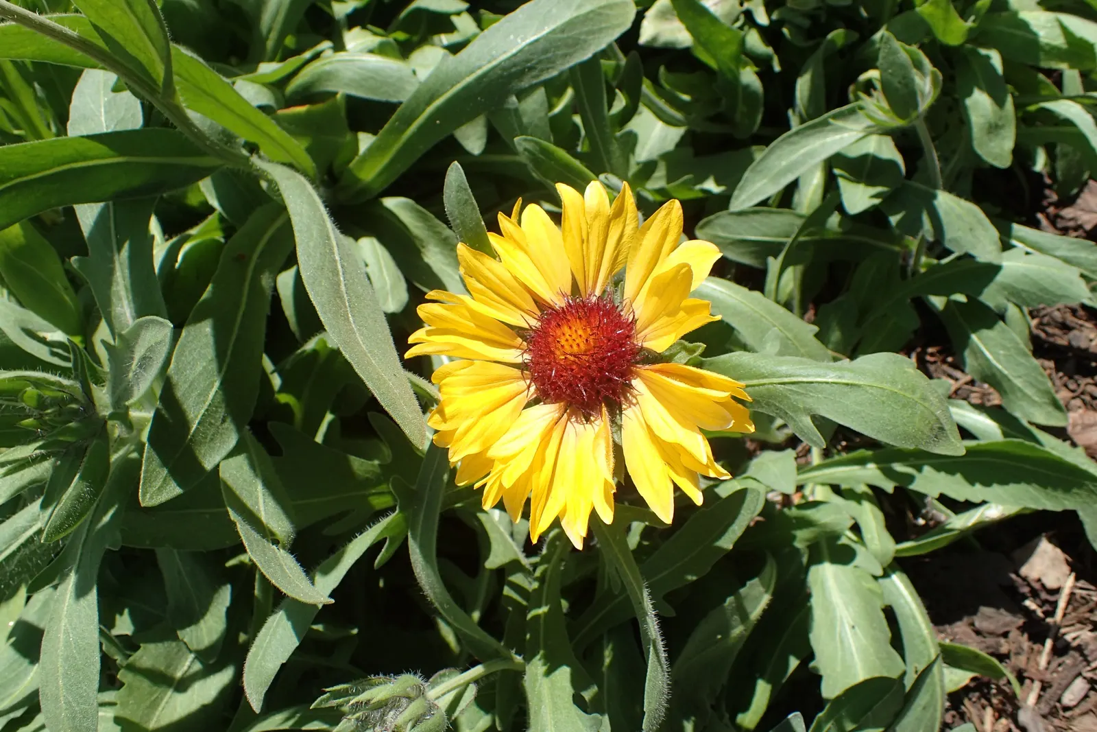 Blanket Flower (Gaillardia X Grandiflora) — daisy-like blossoms in red; from early summer to fall, image 57