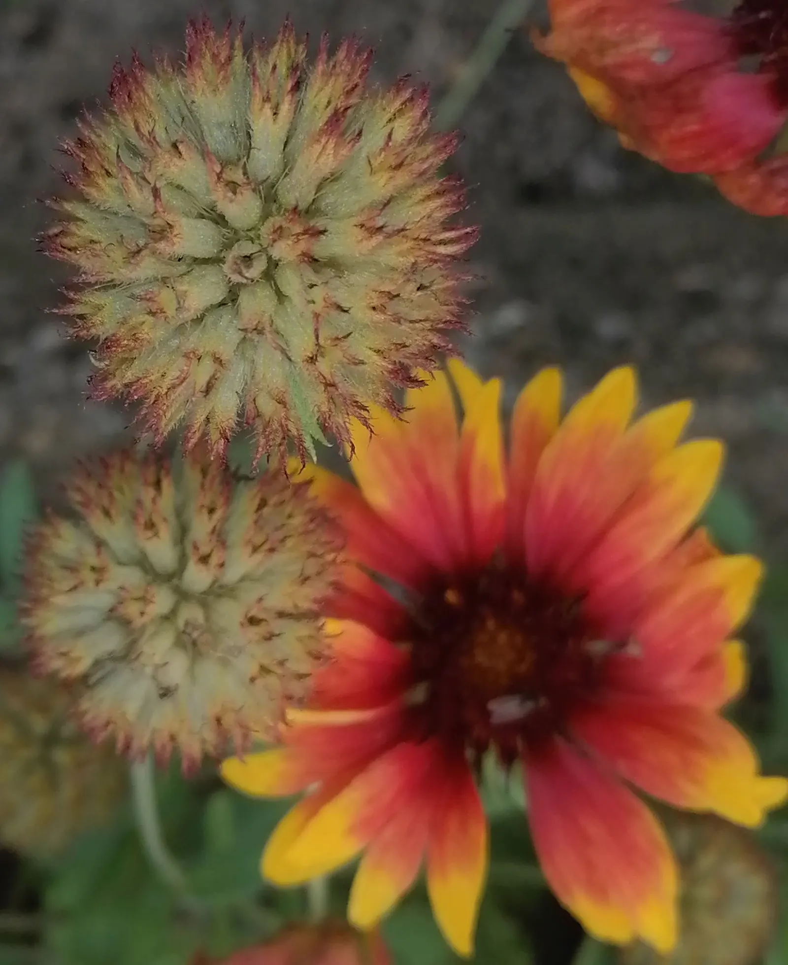 Blanket Flower (Gaillardia X Grandiflora) — mounded coverage.<br><br>Adapted to a wide range of soil conditions; from early summer to fall, image 125
