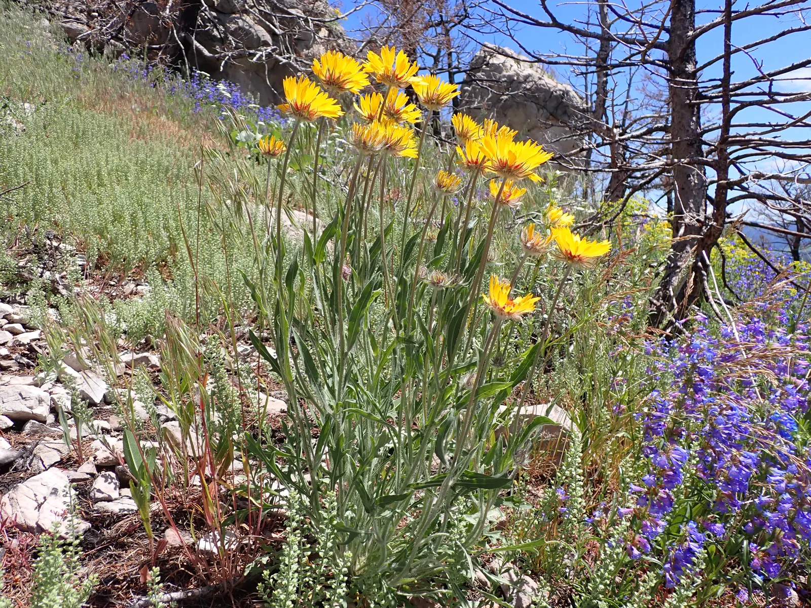 Blanket Flower (Gaillardia X Grandiflora) — Low maintenance with moderate water needs, it's perfect for xeriscaping; reducing the need for frequent watering