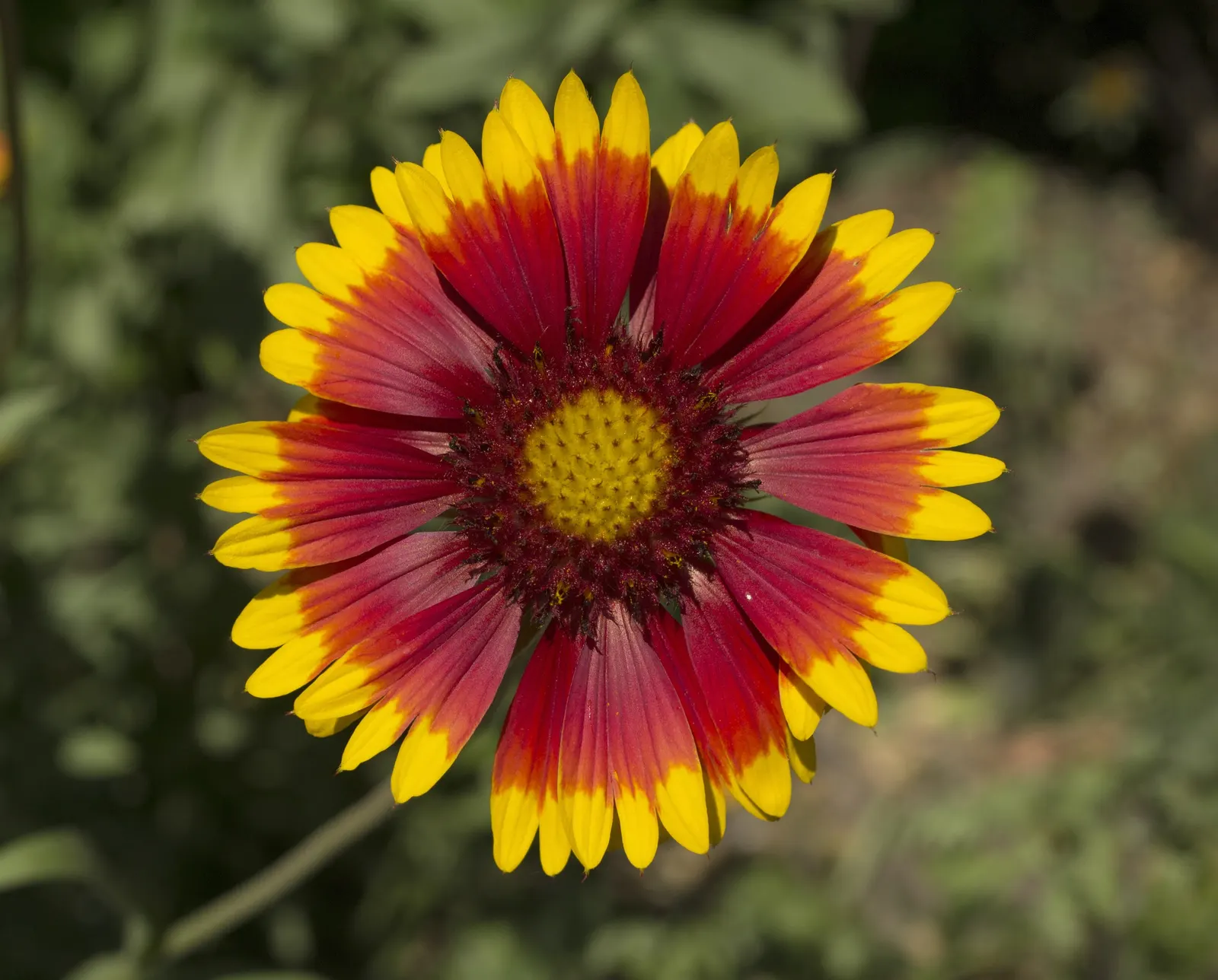 Blanket Flower (Gaillardia X Grandiflora) — daisy-like blossoms in red
