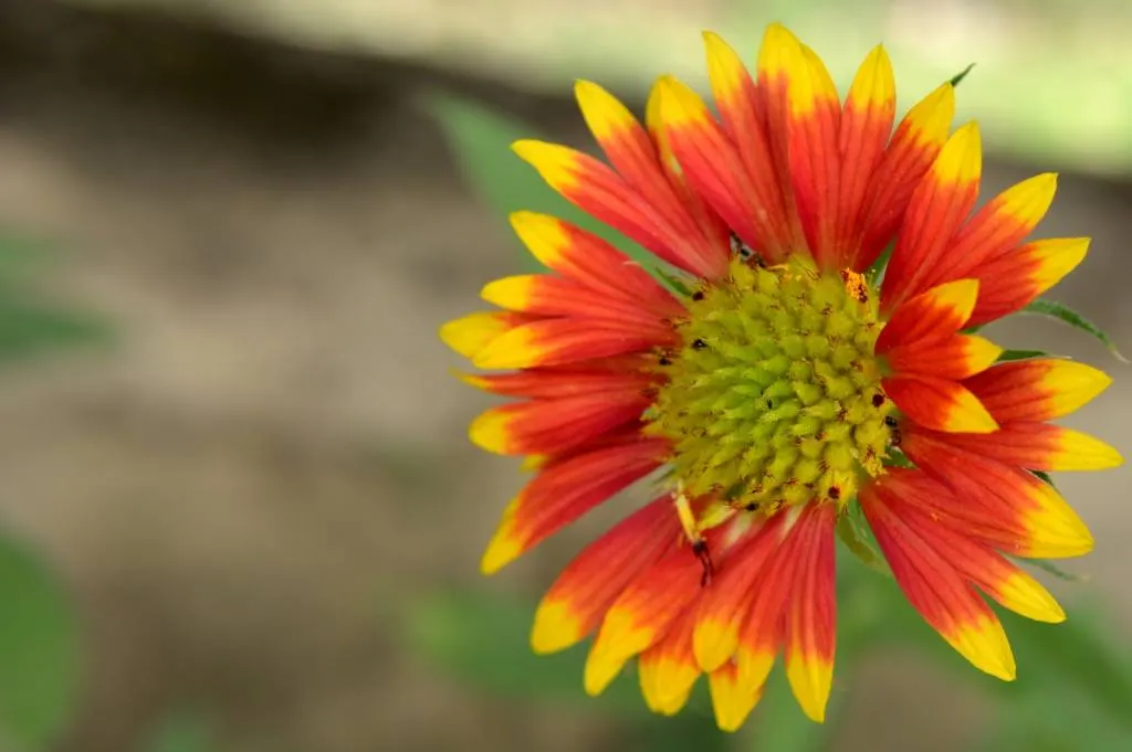 Blanket Flower (Gaillardia X Grandiflora) — Ideal for US zones 3-10, it thrives in full sun, reaching 1-3 feet in height and spread; the Blanket, image 86