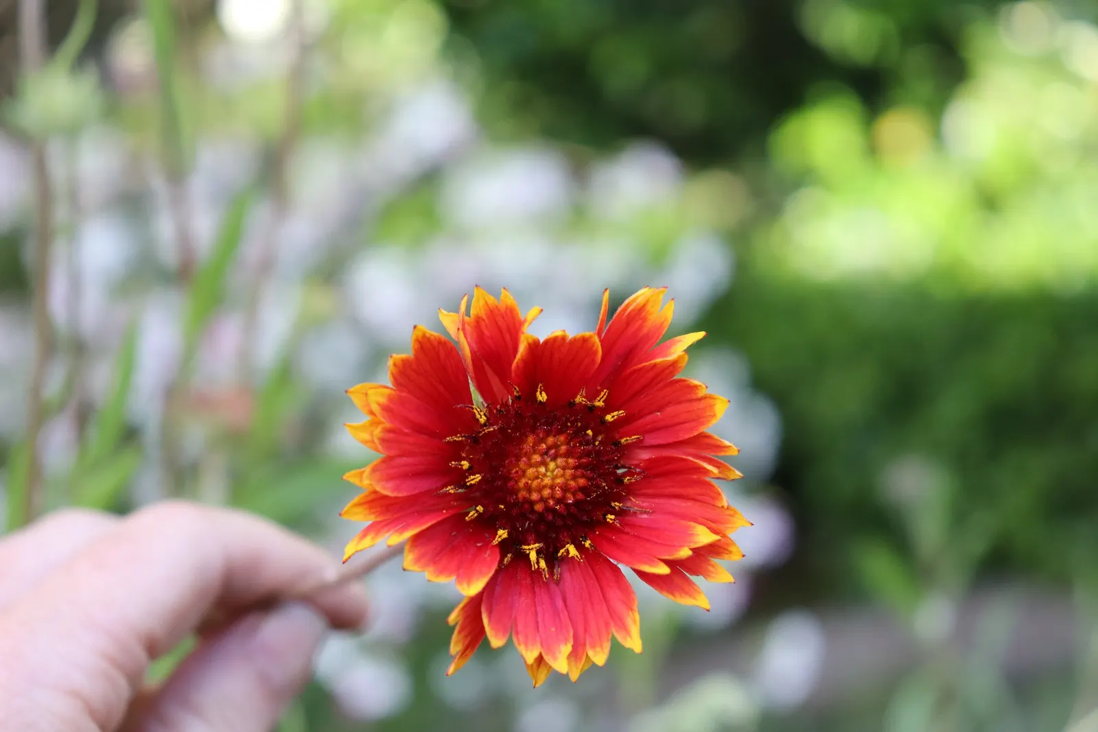 Blanket Flower (Gaillardia X Grandiflora) — making it an excellent choice for sunny borders; reducing the need for frequent watering