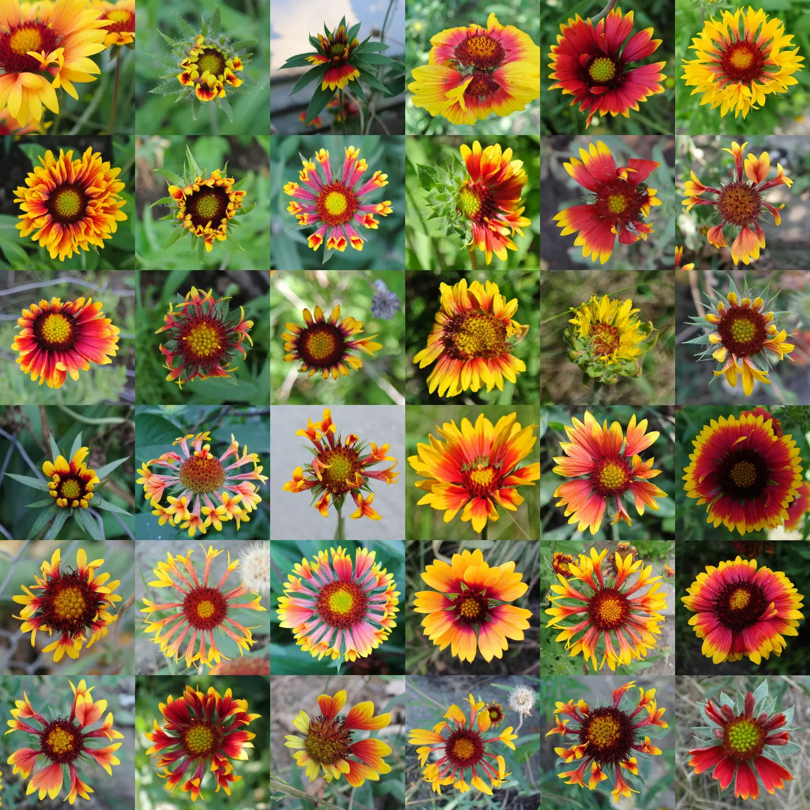 Blanket Flower (Gaillardia X Grandiflora) — It is also drought-tolerant once established
