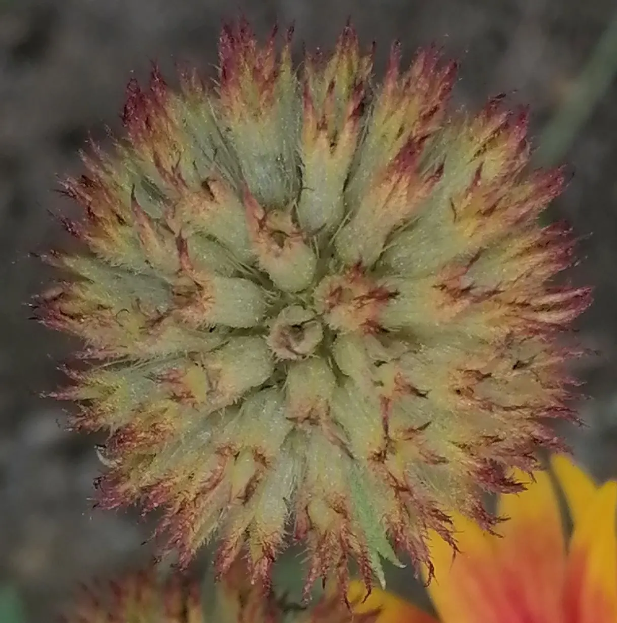 Blanket Flower (Gaillardia X Grandiflora) — perennial with multi-colored and orange blooms