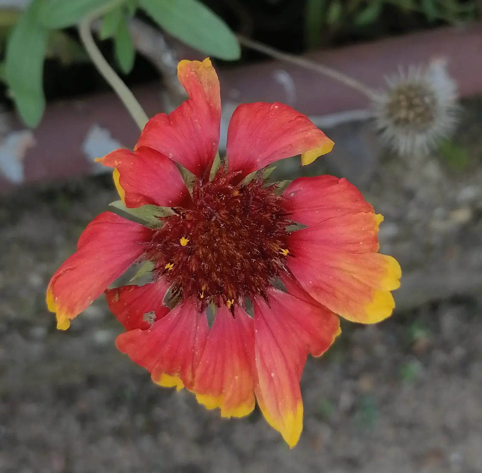 Blanket Flower (Gaillardia X Grandiflora) — daisy-like blossoms in red; from early summer to fall