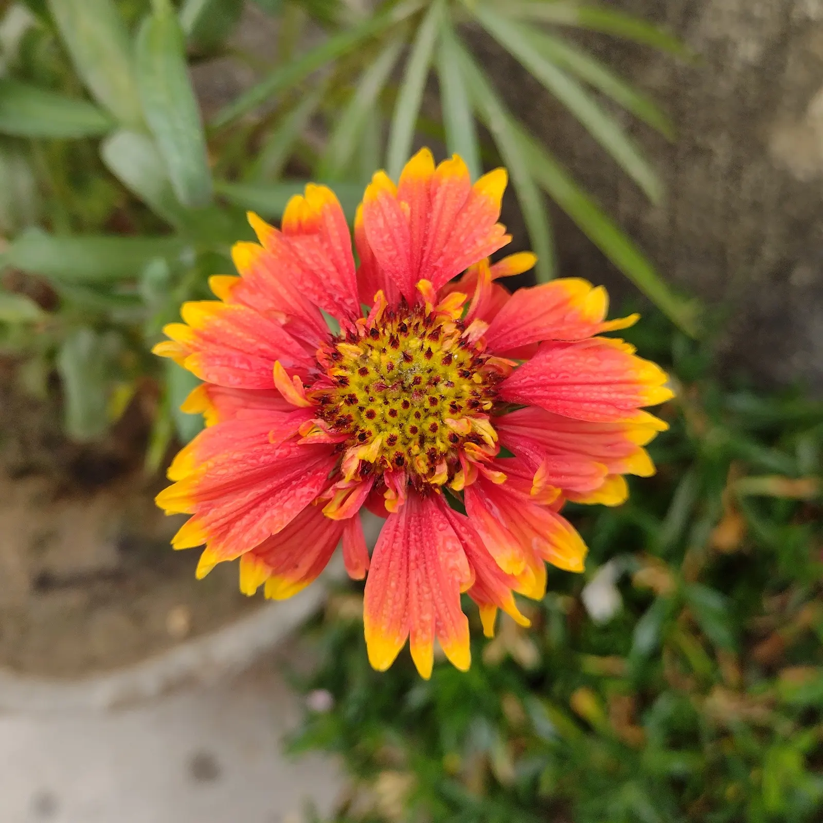 Blanket Flower (Gaillardia X Grandiflora) — typically from early summer until fall; ensuring it remains a delightful and enduring presence in your, image 92