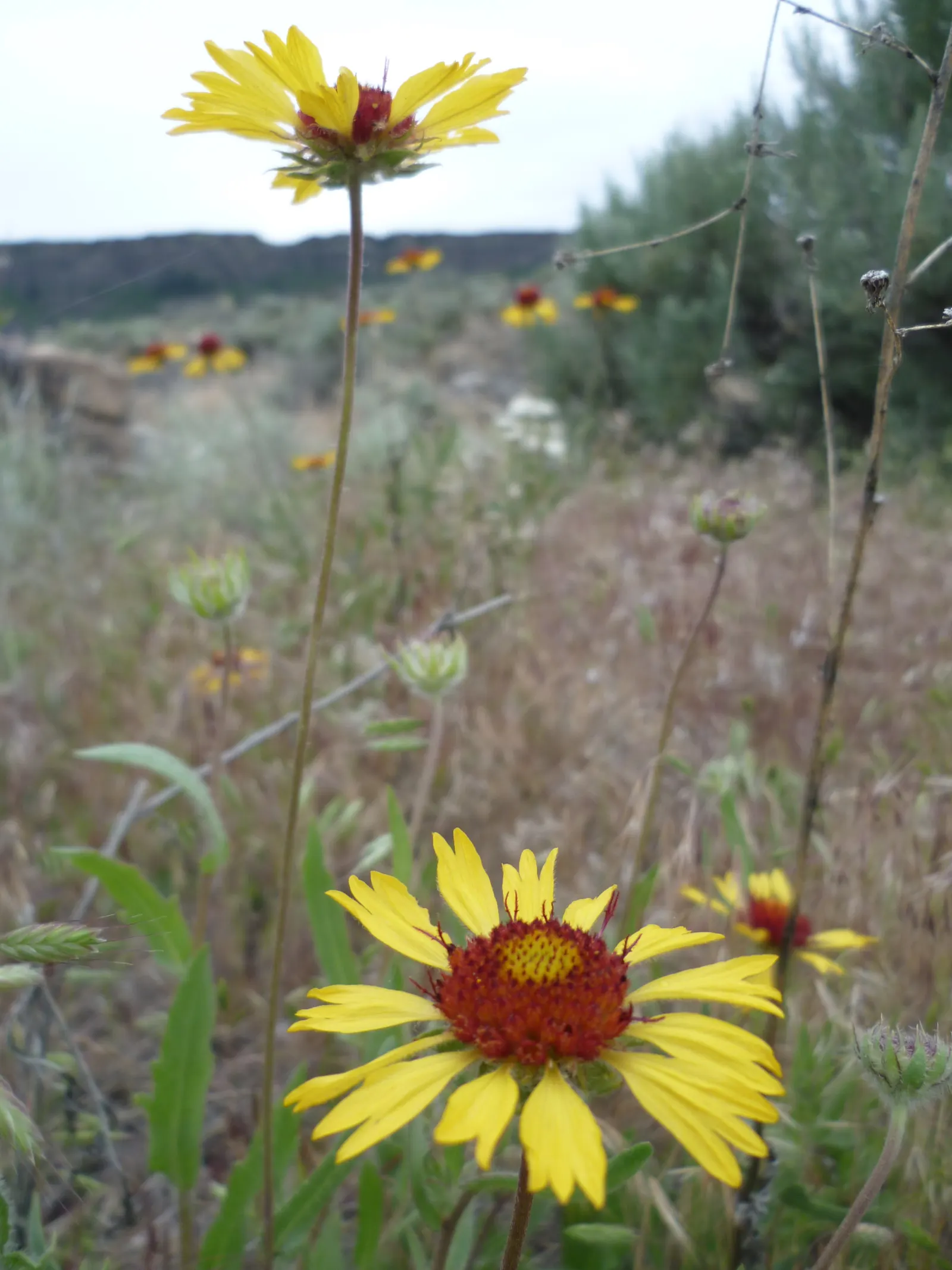 Blanket Flower (Gaillardia X Grandiflora) — or meadow-style plantings; ensuring it remains a delightful and enduring presence in your landscape, image 128