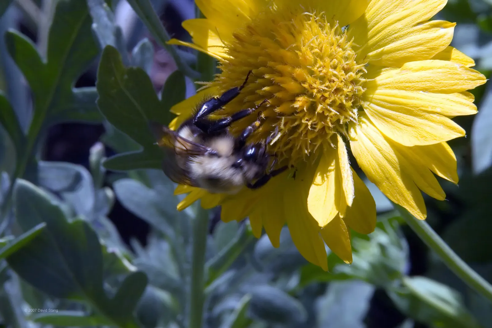 Blanket Flower (Gaillardia X Grandiflora) — perennial with multi-colored and orange blooms; reducing the need for frequent watering, image 111