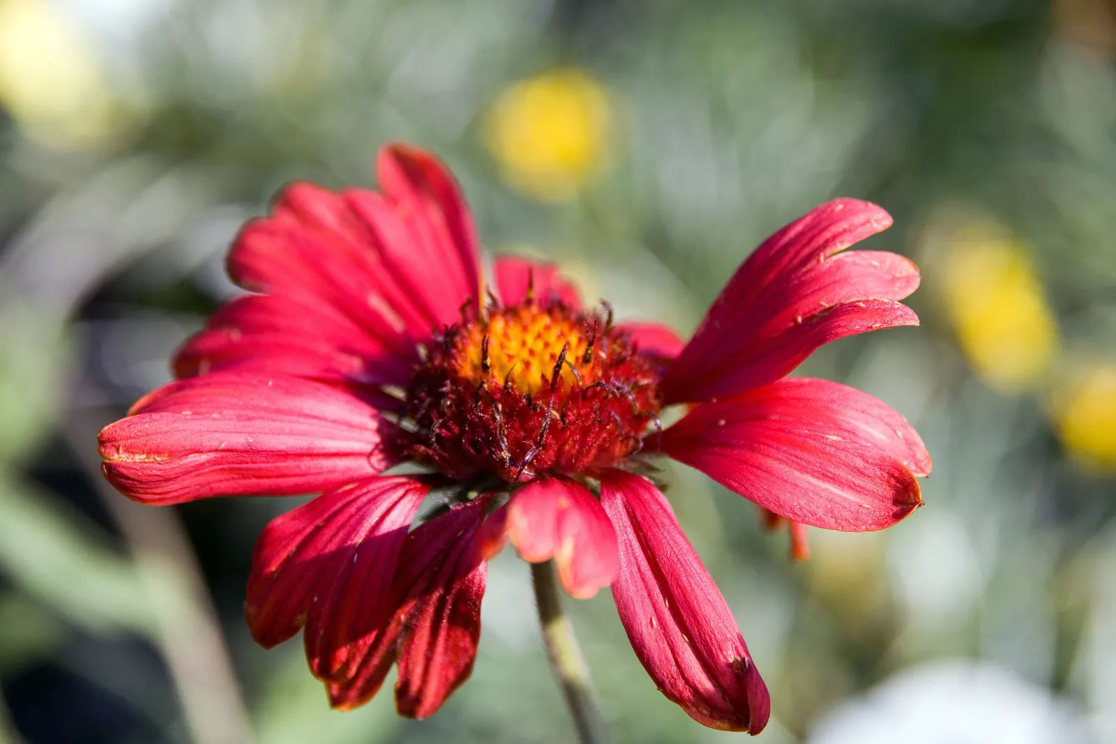 Blanket Flower (Gaillardia X Grandiflora) — resulting from a cross between Gaillardia aristata and Gaillardia pulchella; the Blanket Flower, image 66