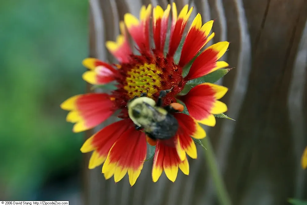 Blanket Flower (Gaillardia X Grandiflora) — or meadow-style plantings