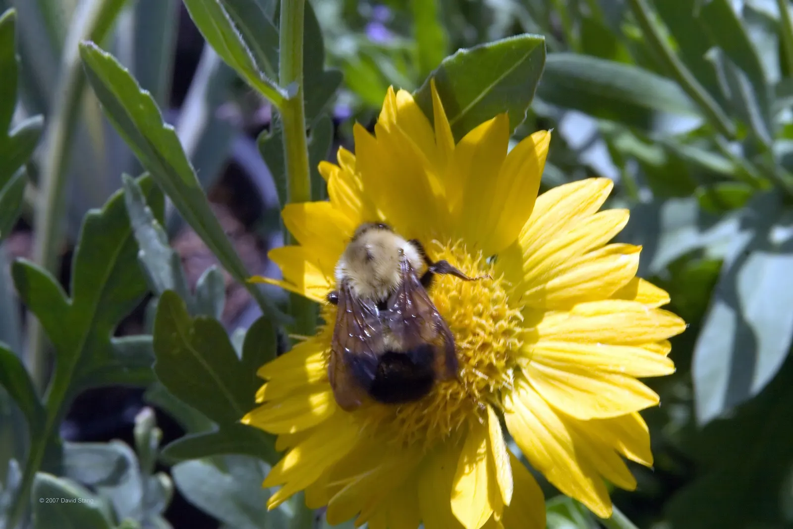 Blanket Flower (Gaillardia X Grandiflora) — adding dynamic color and life to any landscape; from early summer to fall, image 117