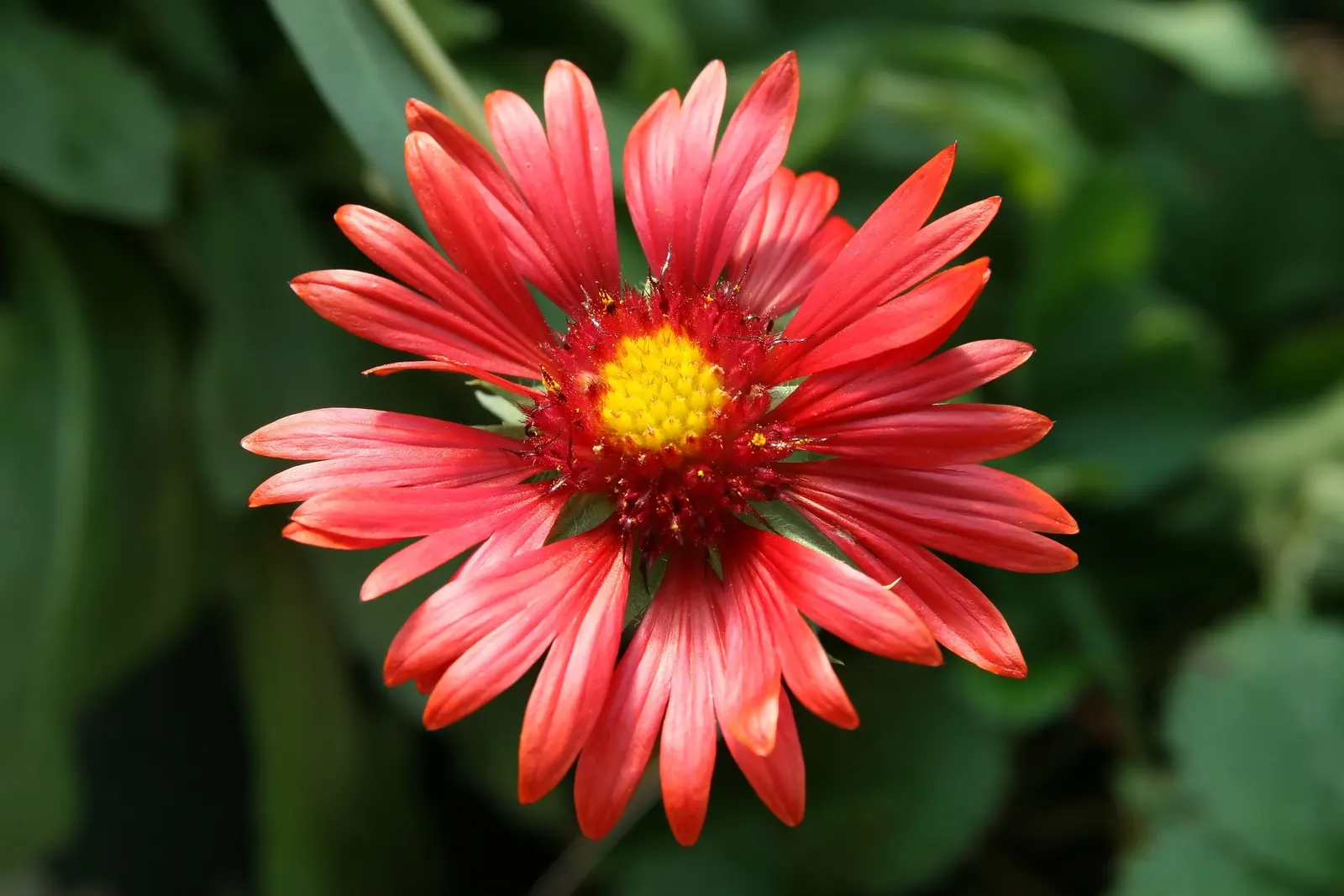 Blanket Flower (Gaillardia X Grandiflora) — multi-colored and orange flowers in the garden; the Blanket Flower features daisy-like blossoms, image 82