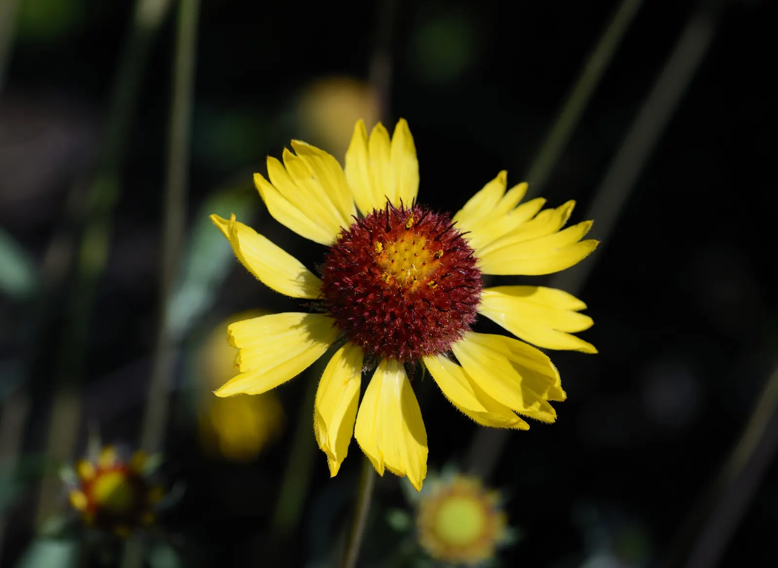Blanket Flower (Gaillardia X Grandiflora) — from early summer to fall; ensuring it remains a delightful and enduring presence in your landscape design