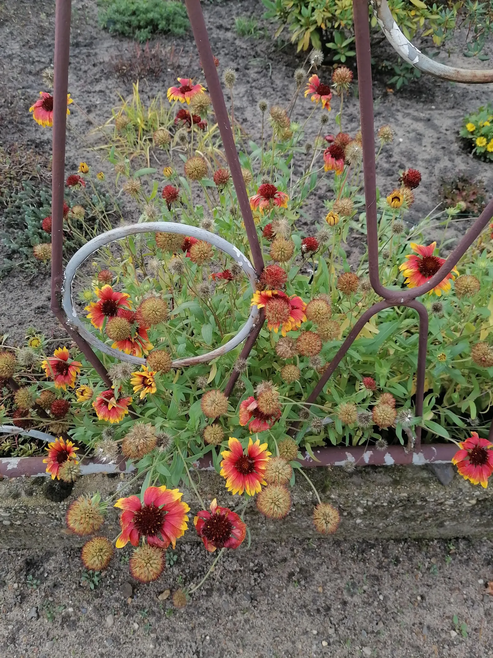 Blanket Flower (Gaillardia X Grandiflora) — Gaillardia x grandiflora prefers well-drained soils and thrives in full sun exposure; the Blanket, image 98