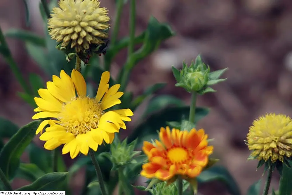 Blanket Flower (Gaillardia X Grandiflora) — and thus a practical selection for xeriscaping or low-maintenance gardens.<br><br>Furthermore; reducing, image 103