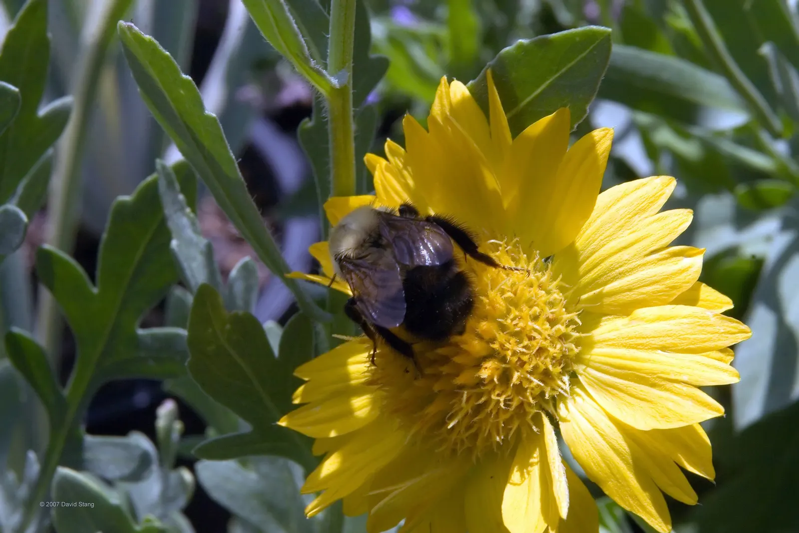 Blanket Flower (Gaillardia X Grandiflora) — the Blanket Flower features daisy-like blossoms; reducing the need for frequent watering, image 95
