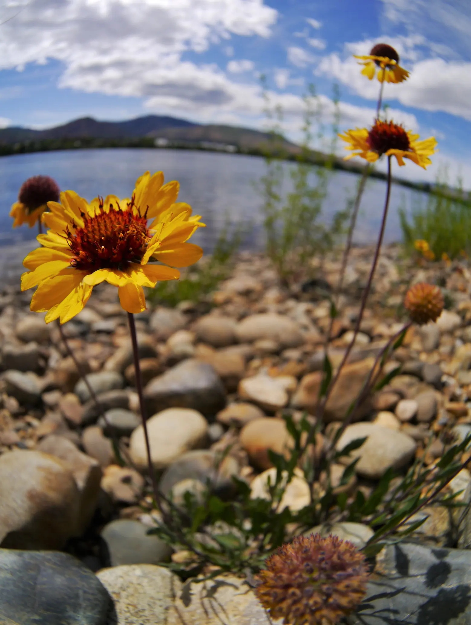 Blanket Flower (Gaillardia X Grandiflora) — scientifically named Gaillardia x grandiflora