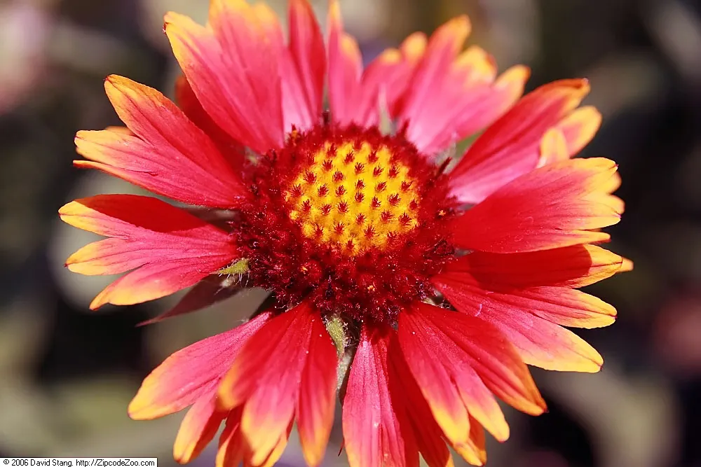 Blanket Flower (Gaillardia X Grandiflora) — This hardy cultivar is a hybrid