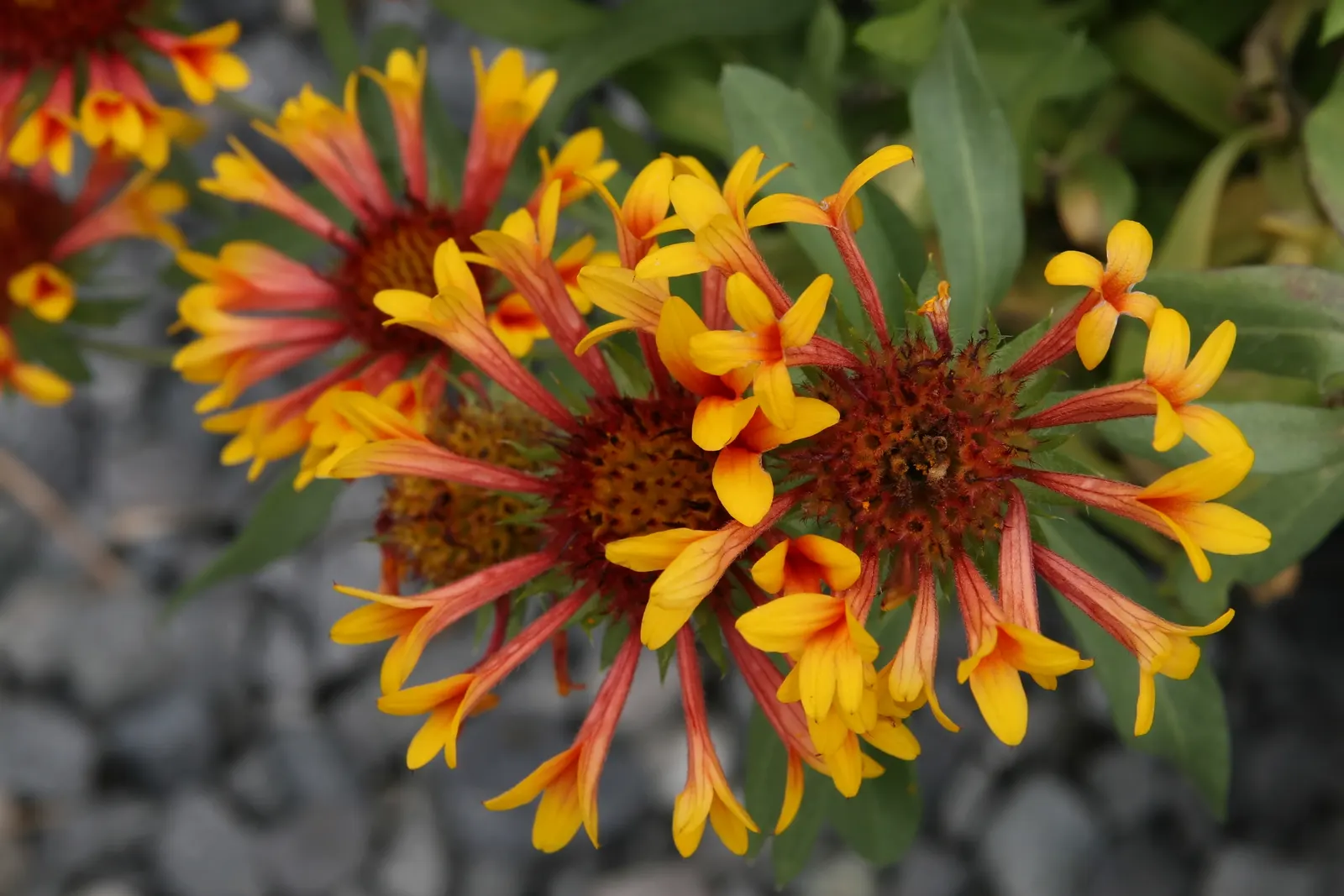 Blanket Flower (Gaillardia X Grandiflora) — Ideal for US zones 3-10, it thrives in full sun, reaching 1-3 feet in height and spread; the Blanket Flower