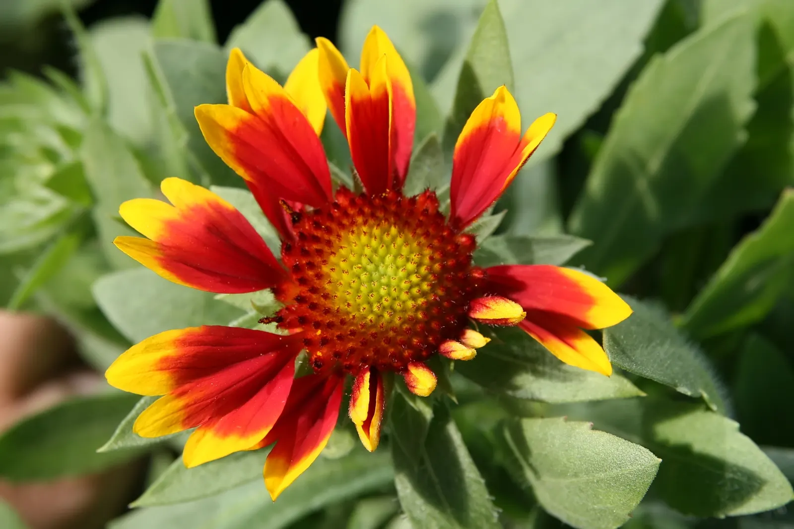 Blanket Flower (Gaillardia X Grandiflora) — Blanket Flowers are renowned for attracting pollinators such as butterflies and bees; ensuring it remains a