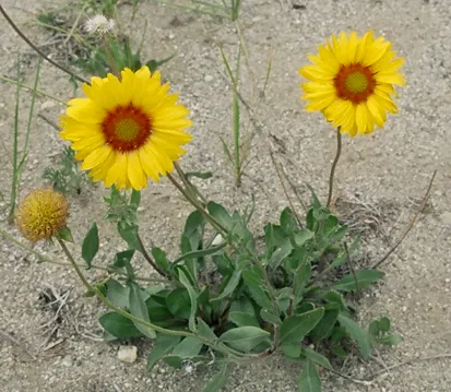 Blanket Flower (Gaillardia X Grandiflora) — It is also drought-tolerant once established; from early summer to fall, image 101